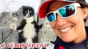 Приколы с котами! СМЕШНЫЕ ЖИВОТНЫЕ! С ОЗВУЧКОЙ! Смешные коты!
