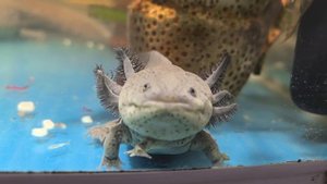 Аксолотль с пятью лапками.