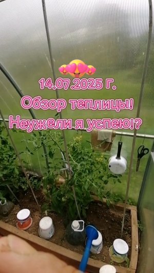 ТЕПЛИЦА. ОБЗОР. 14.07.2025 Г. НЕУЖЕЛИ Я УСПЕЮ!? #теплица #огурцы #помидоры #перцы #теплицы #растения