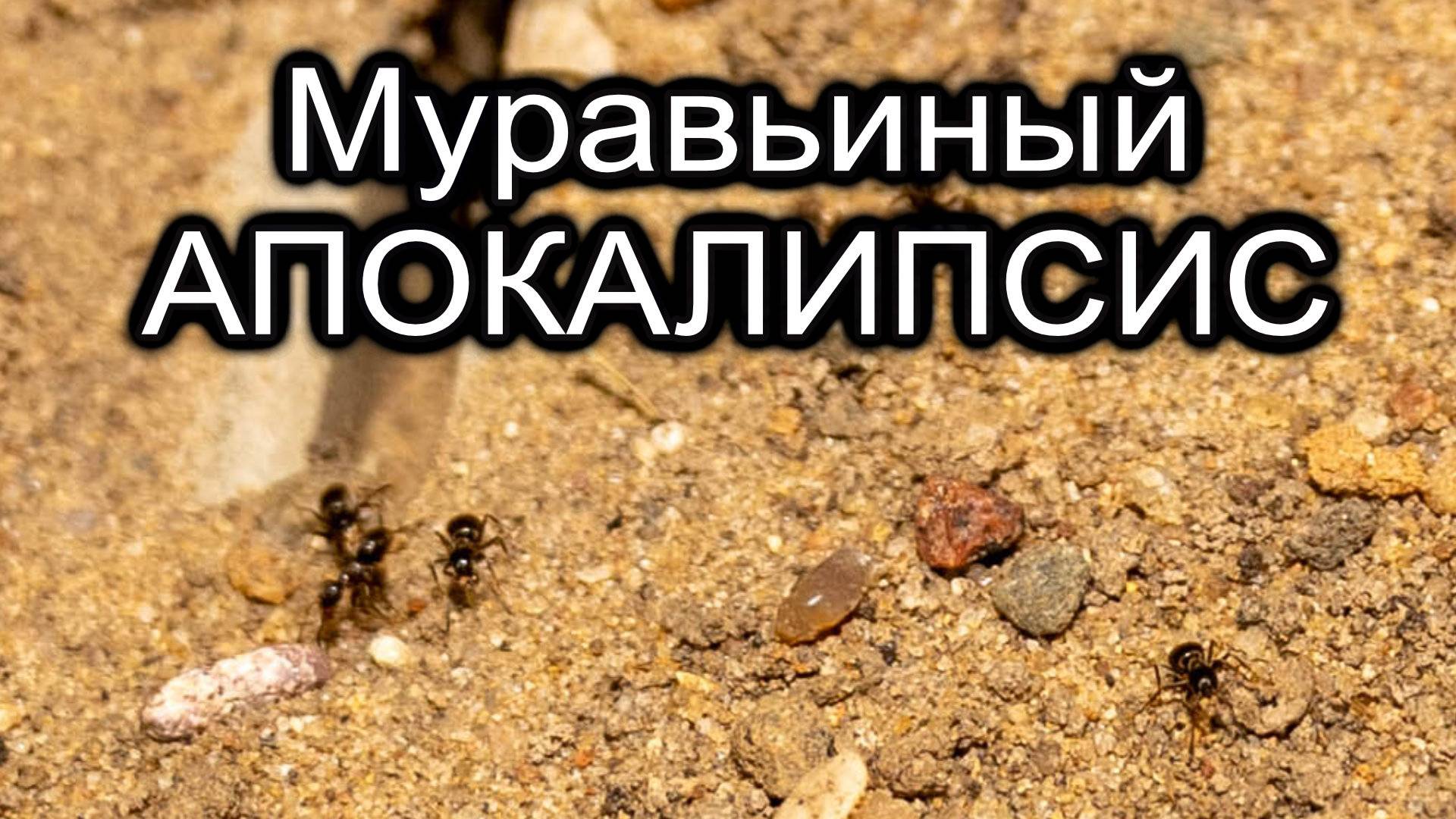 Муравьиный АПОКАЛИПСИС на участке! Как я буду ИХ ИЗГОНЯТЬ безопасно для всех.