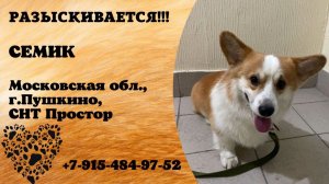 Пропала собака! СЕМИК. Московская обл., г.Пушкино.