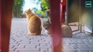 Солнечный день Москвы в июле | О Москве с любовью