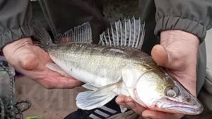 Турнир Кировской области 28.06.2025 часть2.