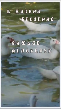 Бесценно каждое мгновенье