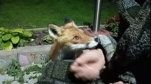 (1066) Лиса приходит в гости. Июль 2025