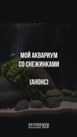 Мой аквариум со снежинками. Анонс