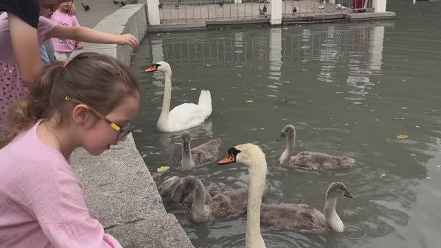 В Центральном парке Владикавказа совсем недавно появились на свет семь лебедят