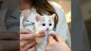 a kitten in your pocket