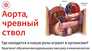 Аорта, чревный ствол. Где находятся и какую роль играют в организме? Фрагмент обучения