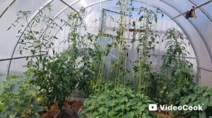Наши 8,4 сотки🏡Цветут во всю мои розочки🌹Тепличные дела.