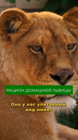 Чем кормят льва на ферме?  #лев #львы #хищник #животные #ферма #львица #хищники