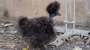 Шёлковые голошейки. Павлинята новые и наши.