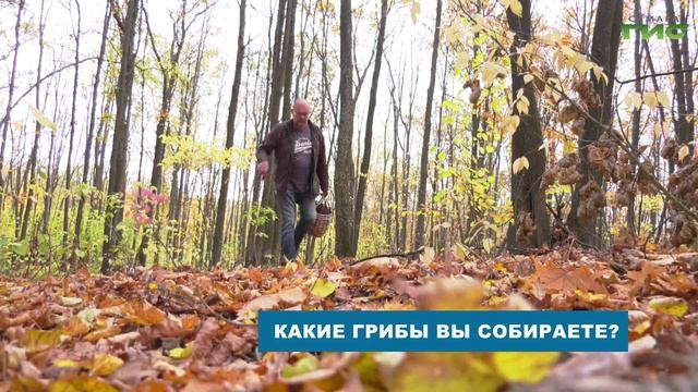 Рыжики, лисички, опята: какие грибы собирают в Самарской области этим летом