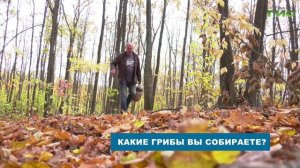Рыжики, лисички, опята: какие грибы собирают в Самарской области этим летом