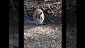 Дети лезут наружу!