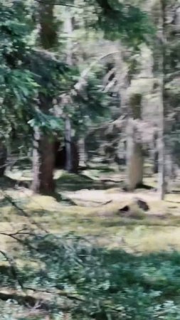 Встреча в лесу 😱🎯