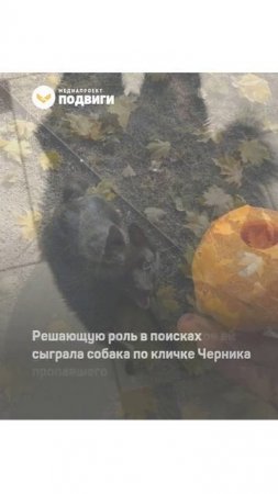 В Рязанской области собака помогла найти пропавшего пенсионера