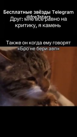 @fre3stars Бесплатные звезды и подарки телеграм #мемы #приколы #ржака #звезды #подарки #телеграм #тг