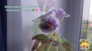 Яркая нежность и красота-Глоксиния и Торения. 🌿💖