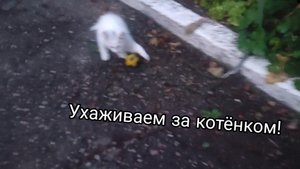 УХАЖИВАЕМ ЗА КОТЁНКОМ И ИГРАЕМ С НИМ!