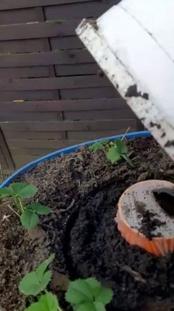 Удобная грядка для клубники 🍓🍓🍓