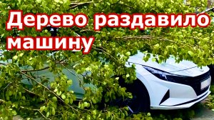 Ураган повалил деревья в Петербурге | Сильный штормовой ветер и поваленные деревья