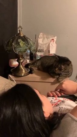 cat switch