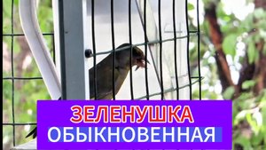 ЗЕЛЕНУШКА ОБЫКНОВЕННАЯ