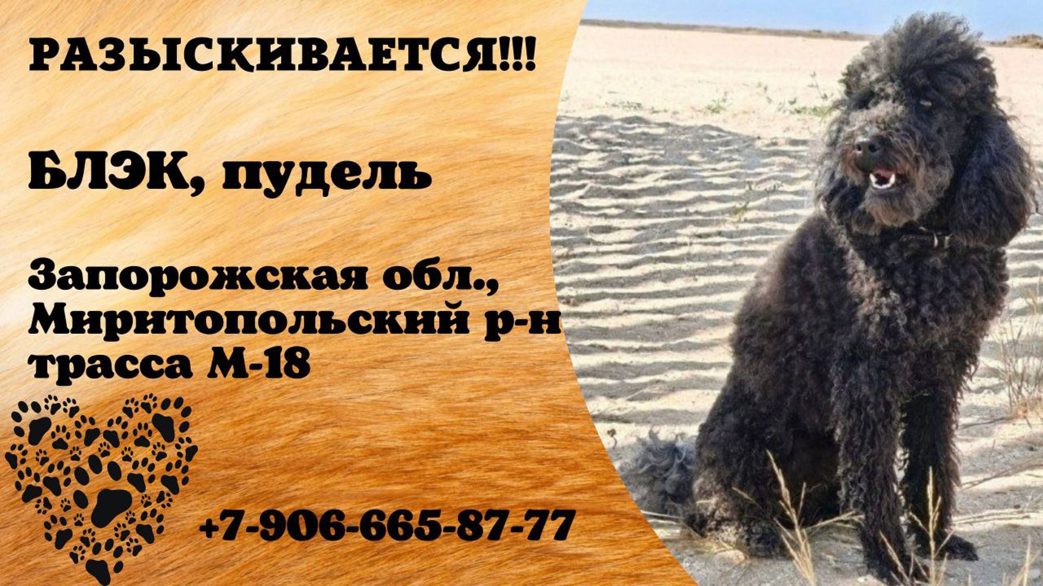 Пропала собака! БЛЭК. Пудель. Запорожская обл , Миритопольский р-он,  Трасса М-18