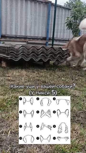Какие ушки у вашей собаки? СНЕЖНЫЕЛАПЫ Ушки Форма 15.07.2025
