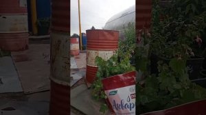 Сибирский опыт ухода за клубникой.