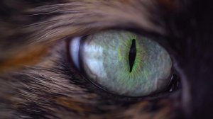 Cat Eye
