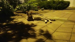 Кот балдеет ночью от прохлады