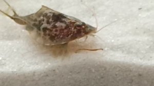 15-07-2025  Прошло 10 суток. 2 см без кончиков хвоста. Щитень летний.