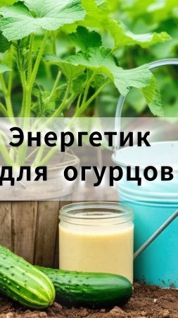 Быстрая подкормка для огурцов. Натуральный энергетик