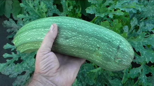 Первый кабачок