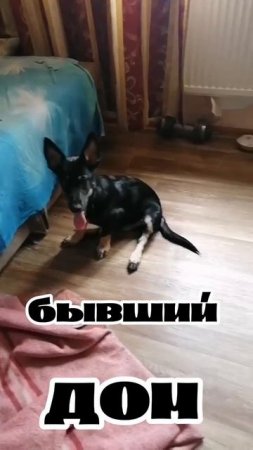 Метис ТАКСЫ и ещё кого-то в МП г.Перми