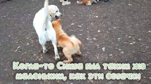 Когда-то Симба был таким же маленьким, как эти собачки