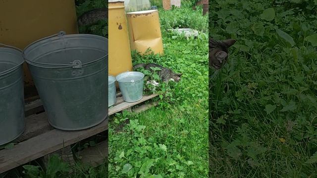 Вместе с кошечкой Лапой сделал приятное для гусей 🪿