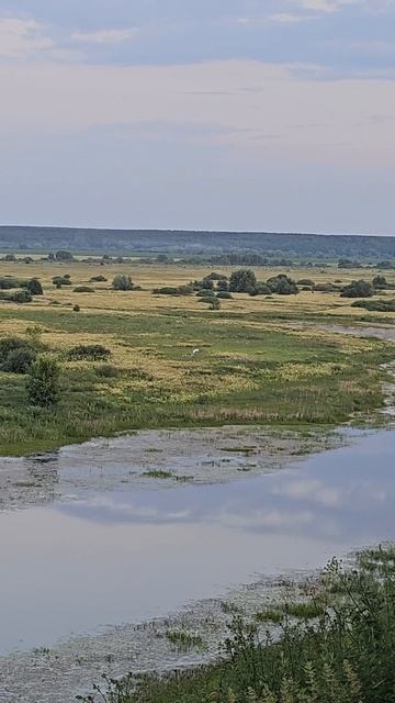 Одинокий лебедь