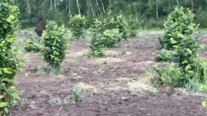 Дискование междурядья в саду фундука