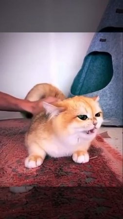cat sings like a bird
