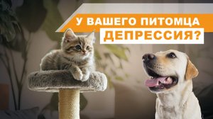 Правильно подобранная мебель для животного украсит интерьер и сохранит спокойствие питомца.