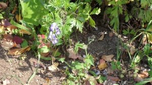 Улетели листья с   тополей