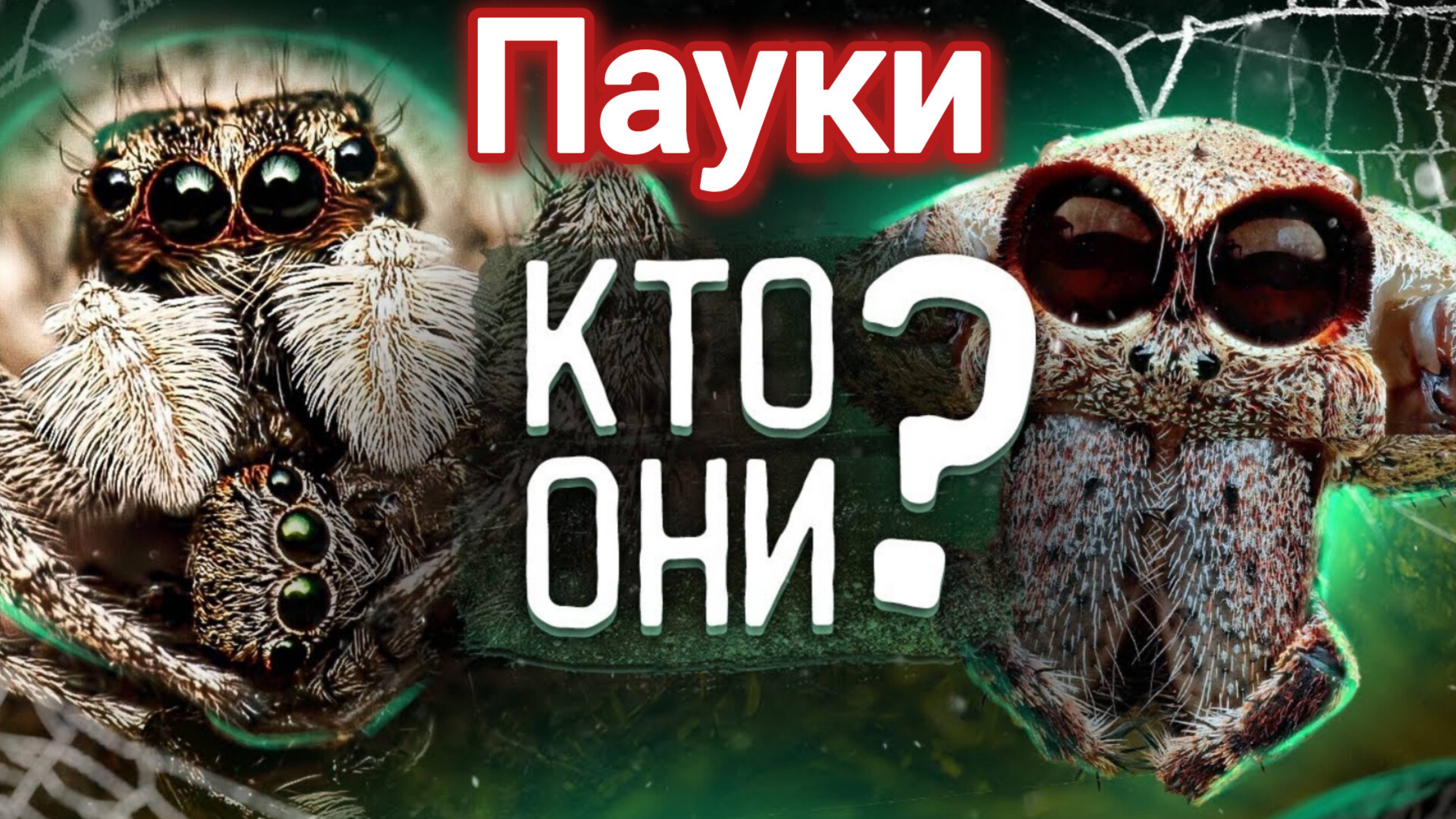 кРАмола.ПАУКИ  - ЧТО МЫ О НИХ НЕ ЗНАЕМ_ Удивительная жизнь самых пугающих созданий на планете.