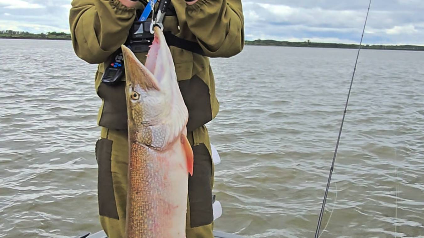 Три дня рыбалки 50кг рыбы. От мелкого окуня до трофейных 11кг щук и судаков 4.3кг. смотреть онлайн