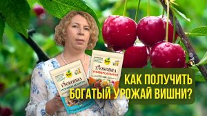 Как получить богатый урожай вишни?