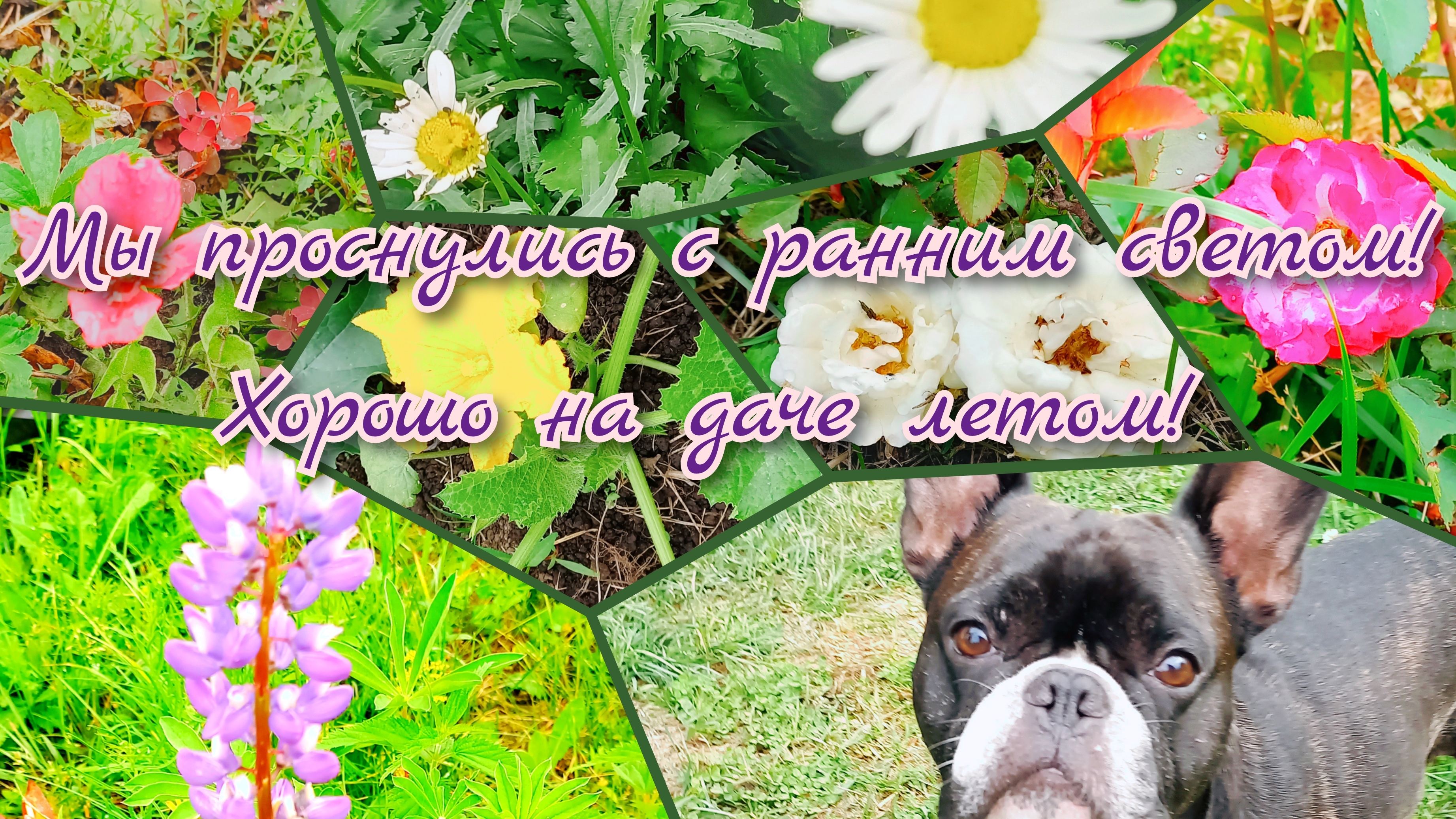 Мы проснулись с ранним светом// Хорошо на даче летом😁😁😁