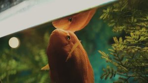 Рыбный тест - TAMRON 28-75mm.