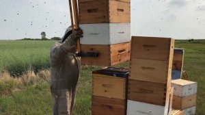 Летние расплодные отводки во время медосбора на канадской пасеке Фила Фелхуса (Манитоба)